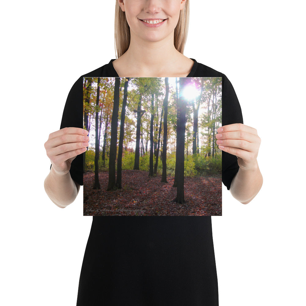 Forest Fall - See & Savor