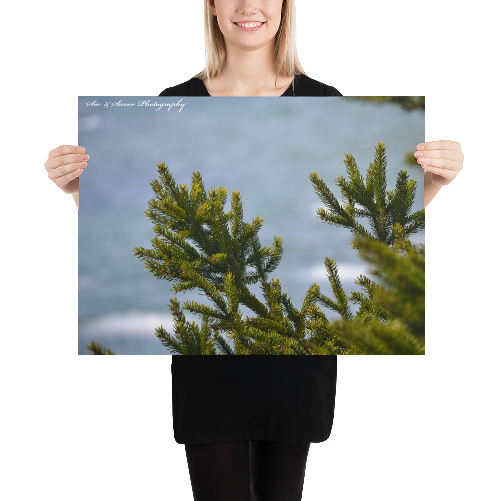 Evergreen Needles - See & Savor