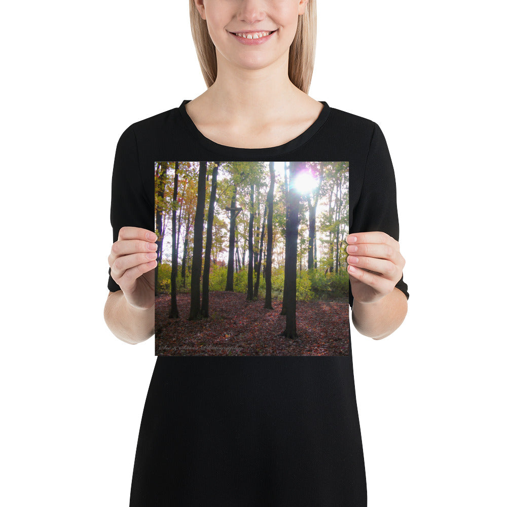 Forest Fall - See & Savor
