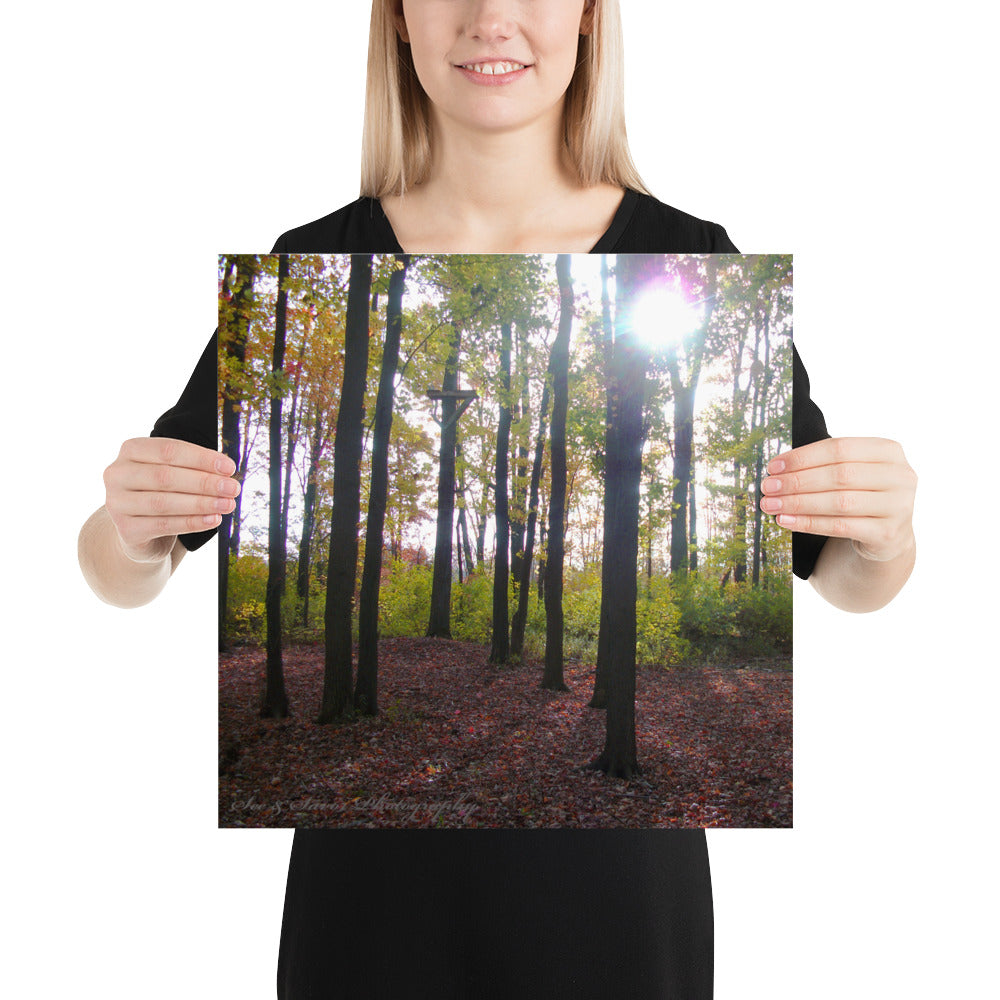 Forest Fall - See & Savor