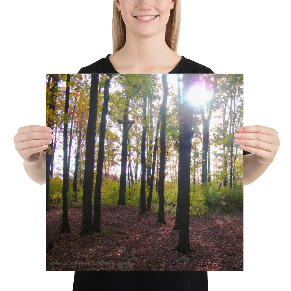 Forest Fall - See & Savor