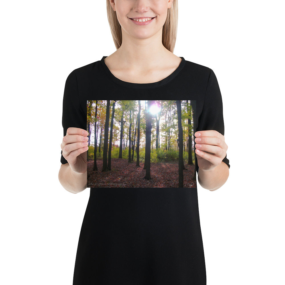 Forest Fall - See & Savor