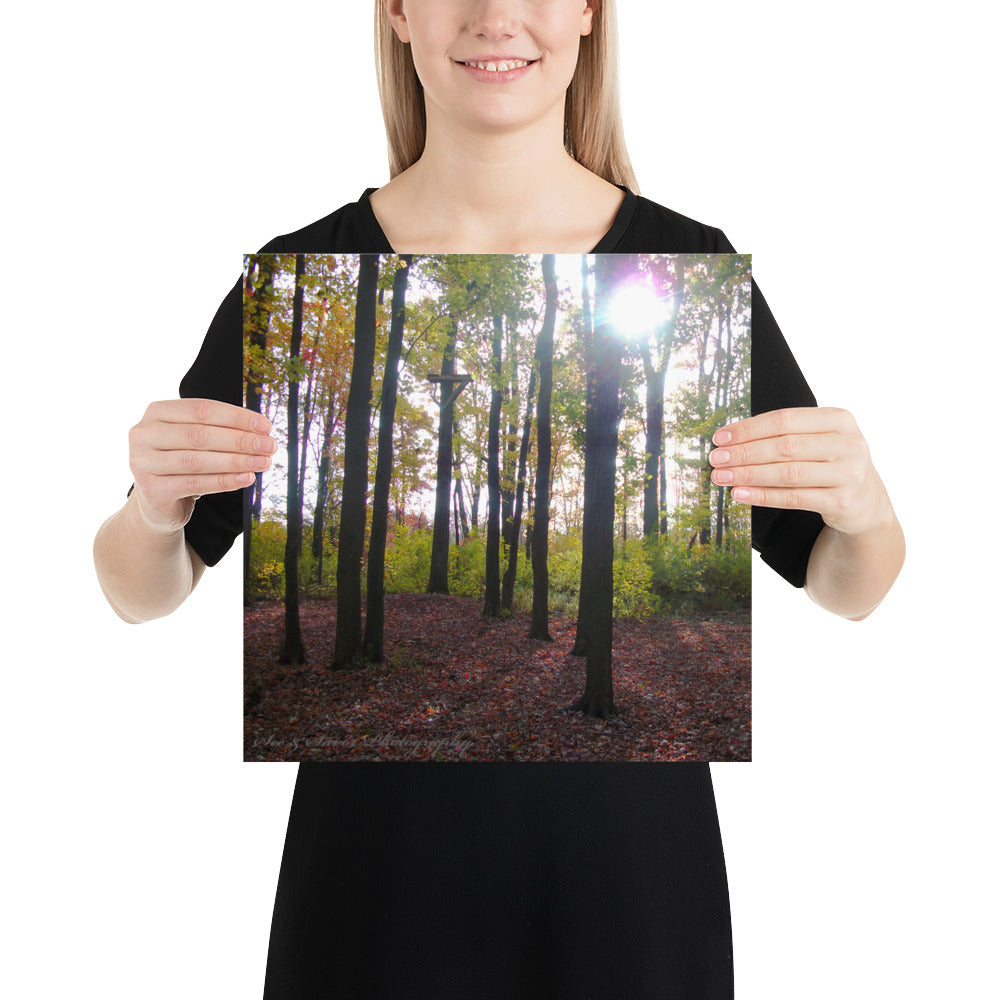 Forest Fall - See & Savor