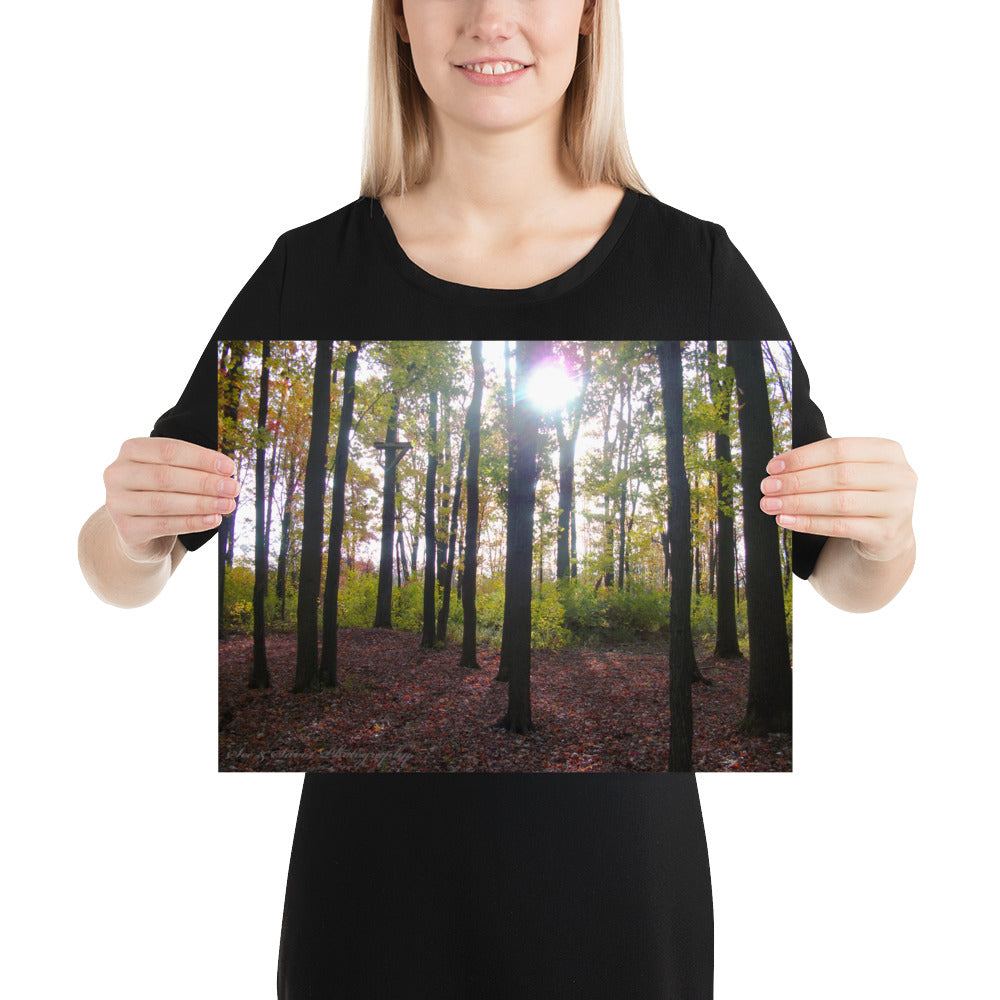 Forest Fall - See & Savor
