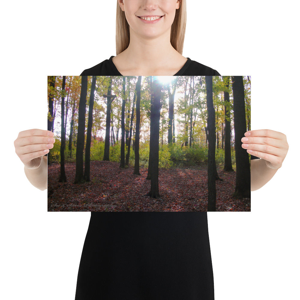 Forest Fall - See & Savor