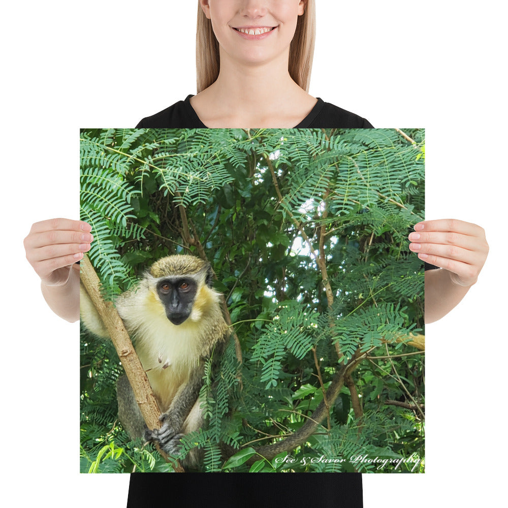 Green Monkey - See & Savor