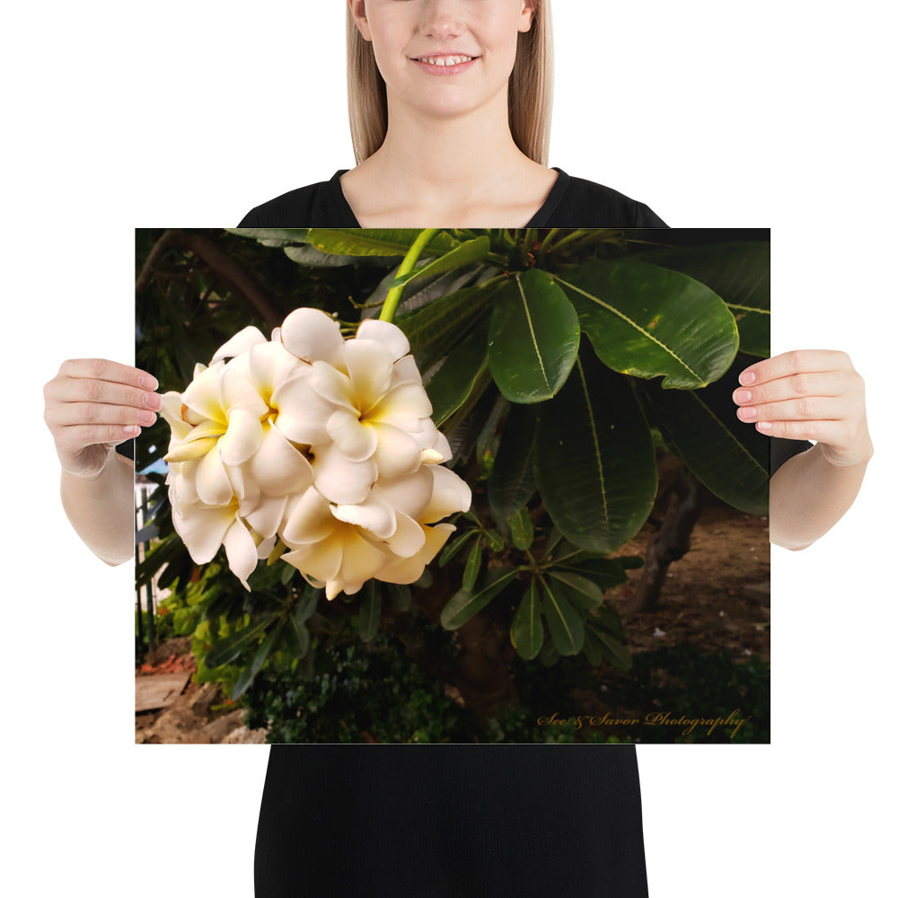 Bajan Flower - See & Savor