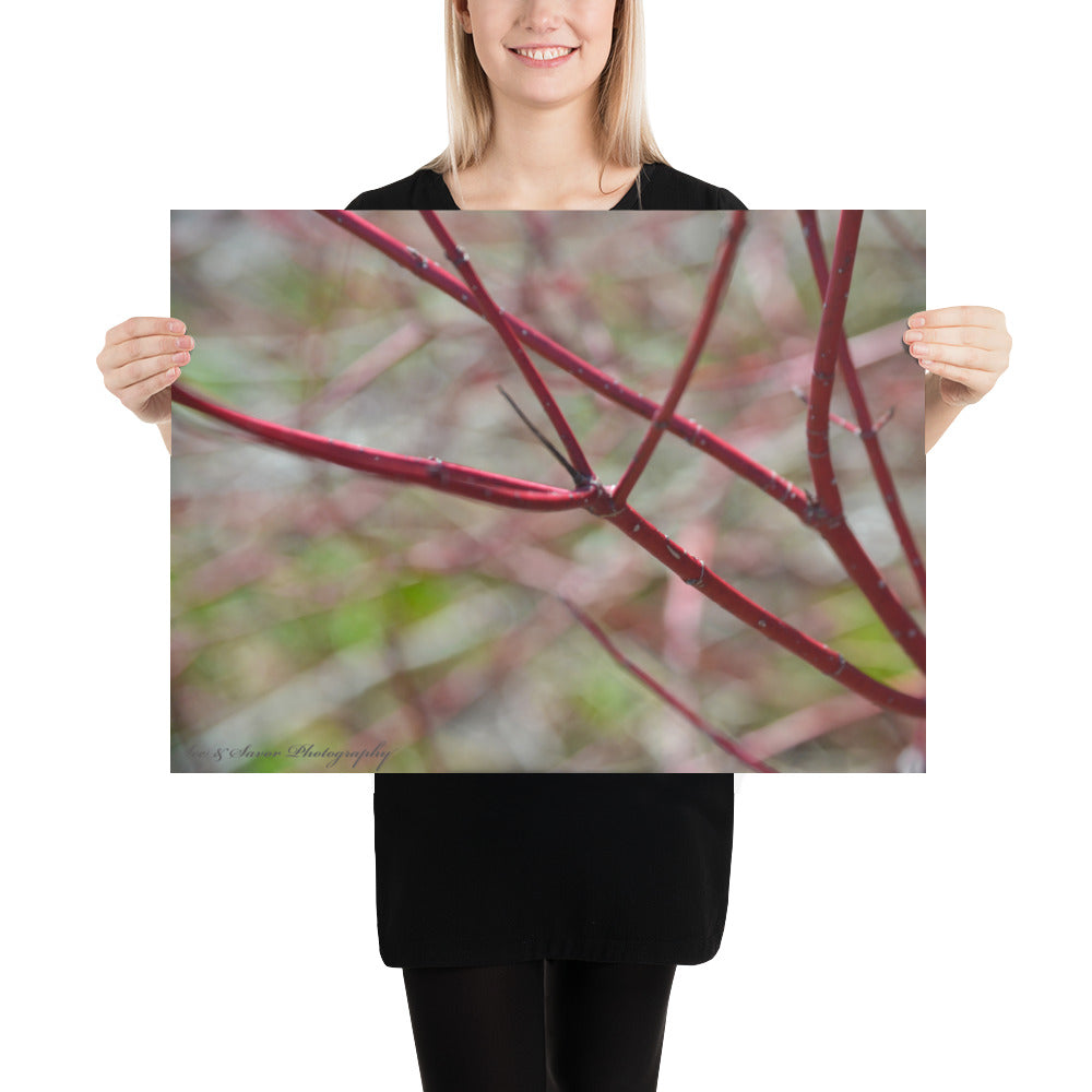 Crimson Branches - See & Savor