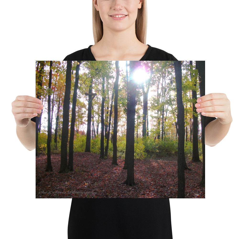Forest Fall - See & Savor