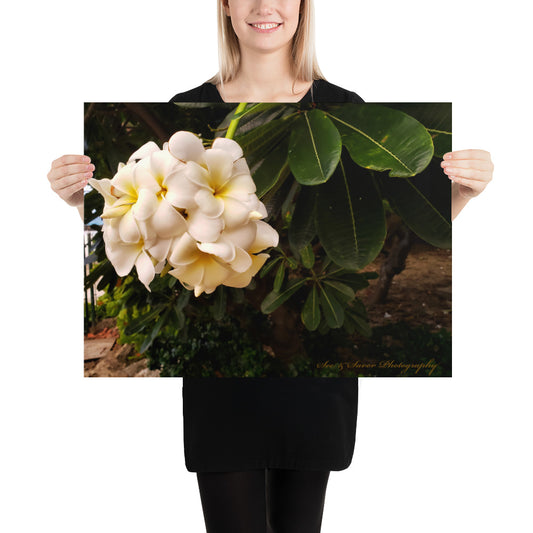 Bajan Flower - See & Savor