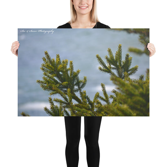 Evergreen Needles - See & Savor