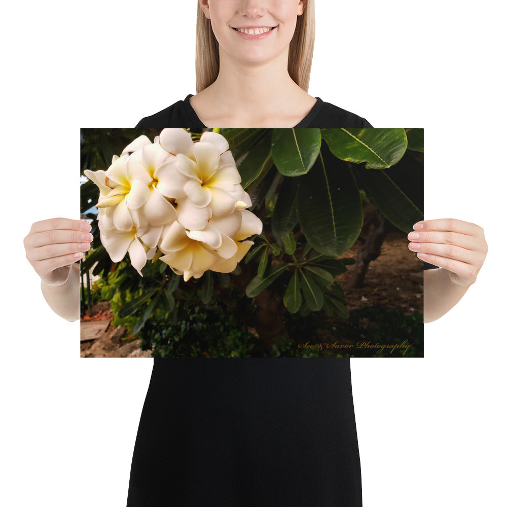 Bajan Flower - See & Savor 
