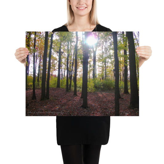 Forest Fall - See & Savor