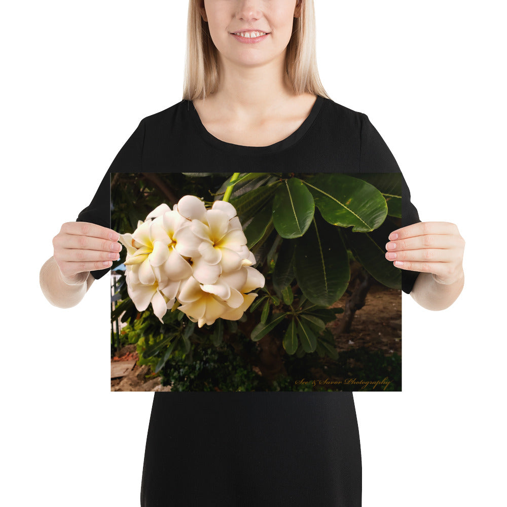 Bajan Flower - See & Savor 