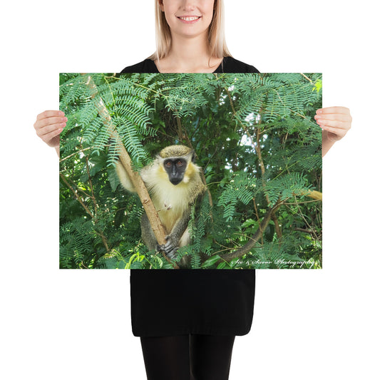 Green Monkey - See & Savor